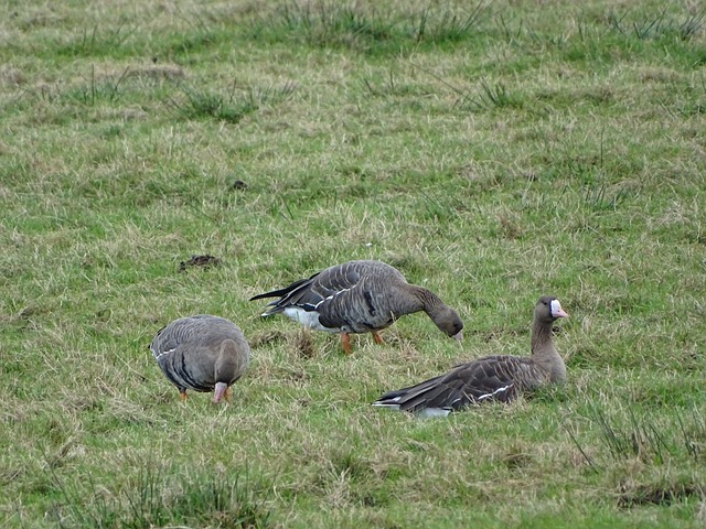 非美国球员 非美国球员